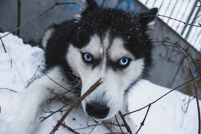 Close-up of portrait of snow during winter