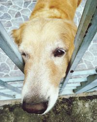 Close-up portrait of dog