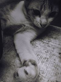 Cat relaxing on tiled floor