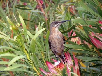 Close-up of lizard on plant