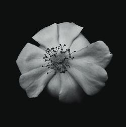 Close-up of flower against black background