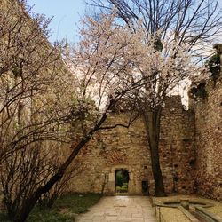Footpath with trees in background