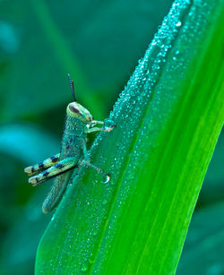 Close-up of insect on leaf