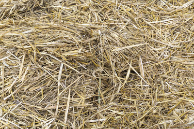 Full frame shot of dried plant