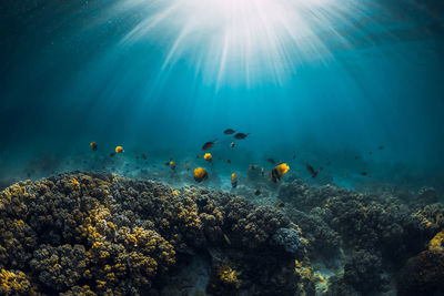 High angle view of fish swimming in sea