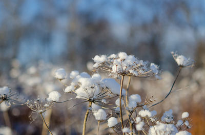 Close-up of frozen plants