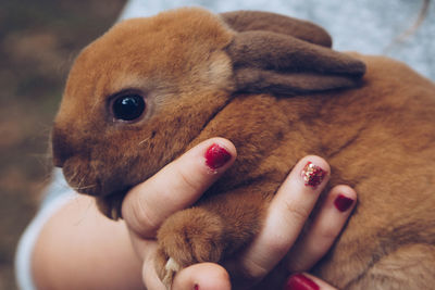 Midsection of woman holding rabbit