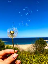 Cropped hand holding dandelion against sea