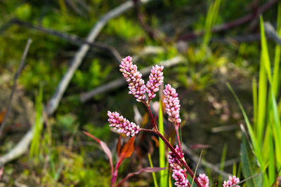 Close-up of pink flowering plant