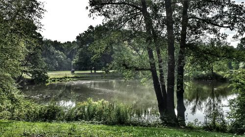 Reflection of trees in pond