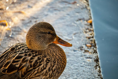 Close-up of duck