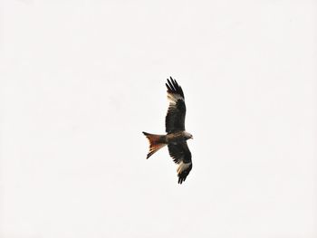 Low angle view of bird against clear sky