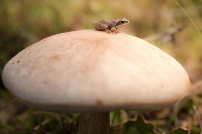 Close-up of a mushroom