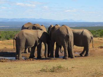 Elephant in a field