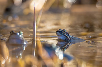 Close-up of duck swimming in water