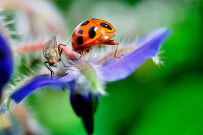 Close-up of ladybug on flower