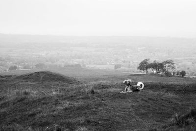 View of a sheep on landscape