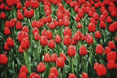 Close-up of red tulip flowers blooming on field