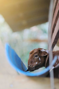 Close-up of a goat