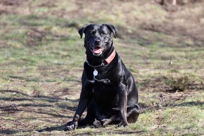 Portrait of dog sitting on grass