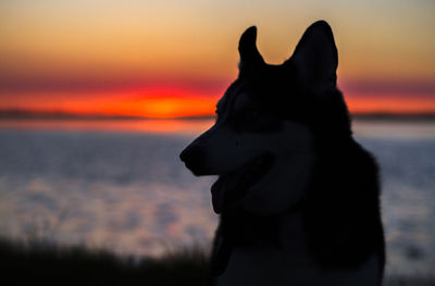 Dog looking away against sky during sunset