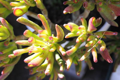 Close-up of succulent plant