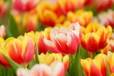 Close-up of tulips blooming outdoors