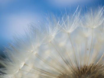 Close-up of dandelion against sky