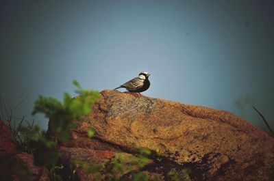 Bird perching on rock