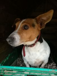 Close-up portrait of dog