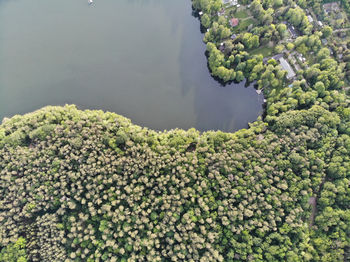 High angle view of plants growing on land