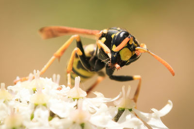 Close-up head of wasp on flower