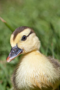 Close-up of a bird