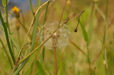 Close-up of plant against blurred background