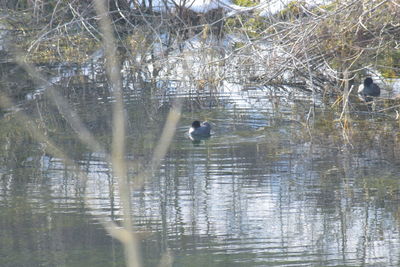 Bird perching on lake