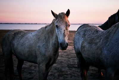 Horse standing in a water