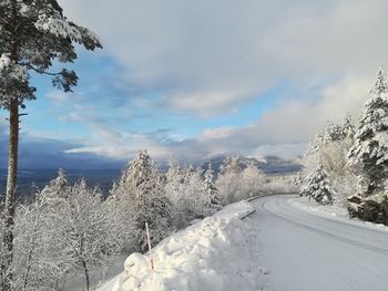 Snow covered plants by trees against sky