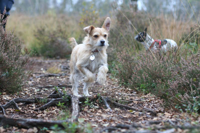 Dog running on field against sky
