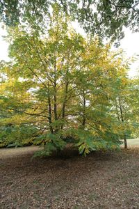 Trees in park