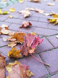 High angle view of maple leaves on street