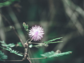 Close-up of thistle flower