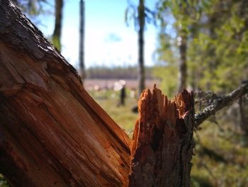 Close-up of old tree trunk