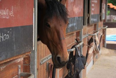 Close-up of horse in stable
