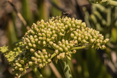 Close-up of berries growing on plant