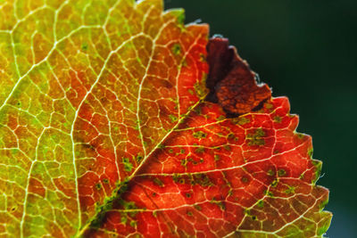 leaf