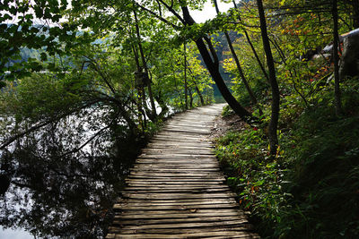 Boardwalk amidst trees in forest