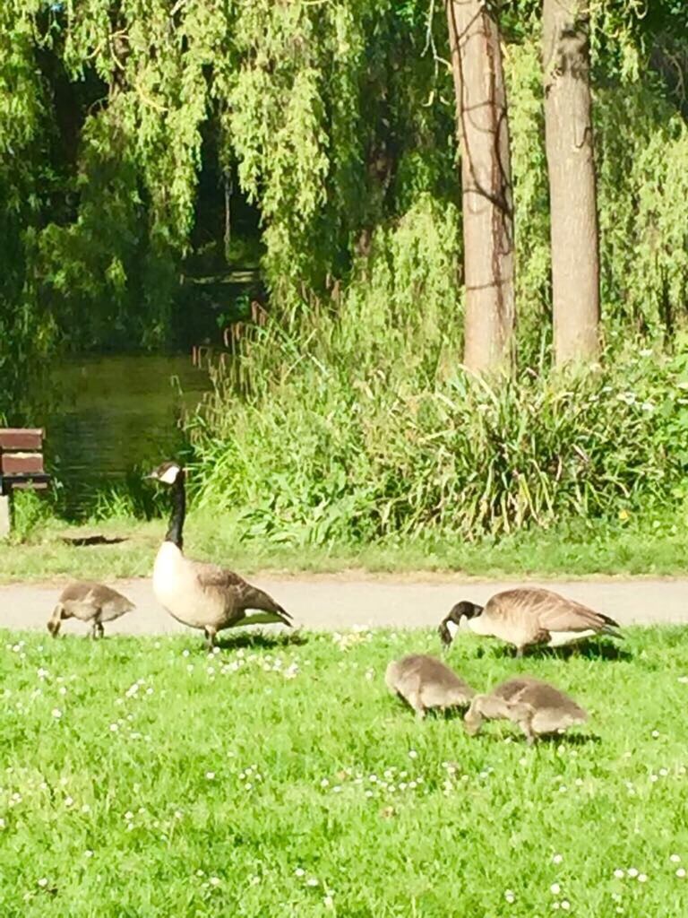 animal themes, animals in the wild, bird, grass, nature, animal wildlife, gosling, togetherness, day, no people, goose, animal family, young bird, outdoors, tree, growth, beauty in nature