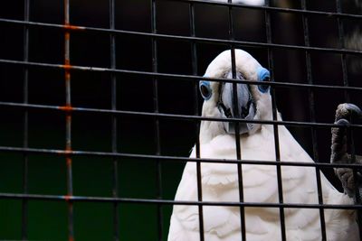 Close-up of bird in cage