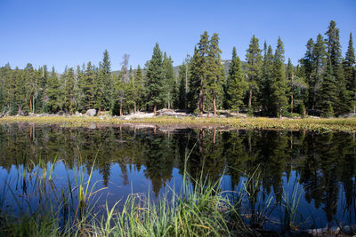 Scenic view of lake by trees in forest against sky