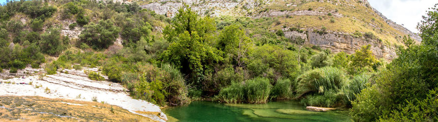 Panoramic view of river amidst trees